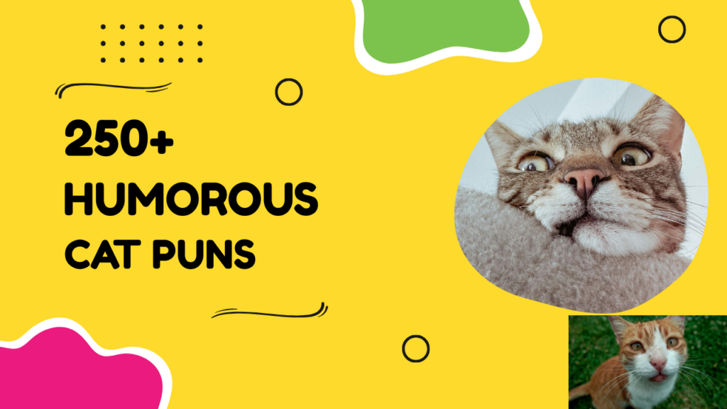 250+ humorous cat puns